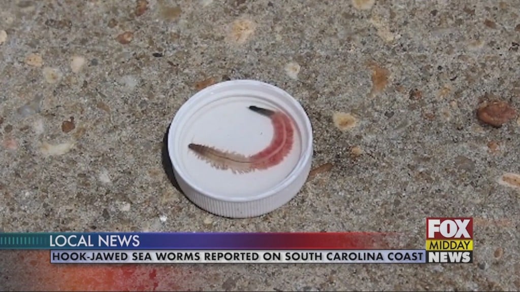 Sea Worms