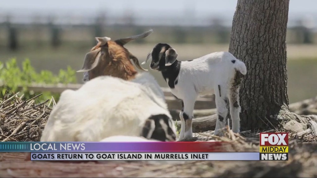 Goat Island