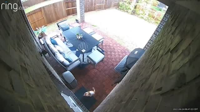 Tx: Cat Found With Blow Dart Lodged In Head
