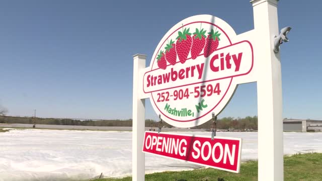 Nc: Freezing Temps Threaten Strawberry Crop