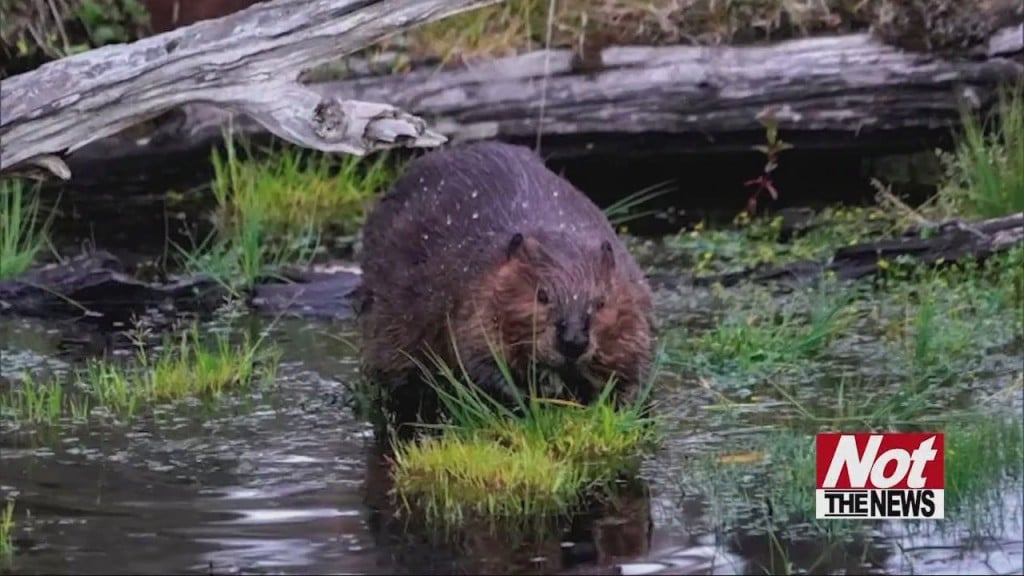Beavers