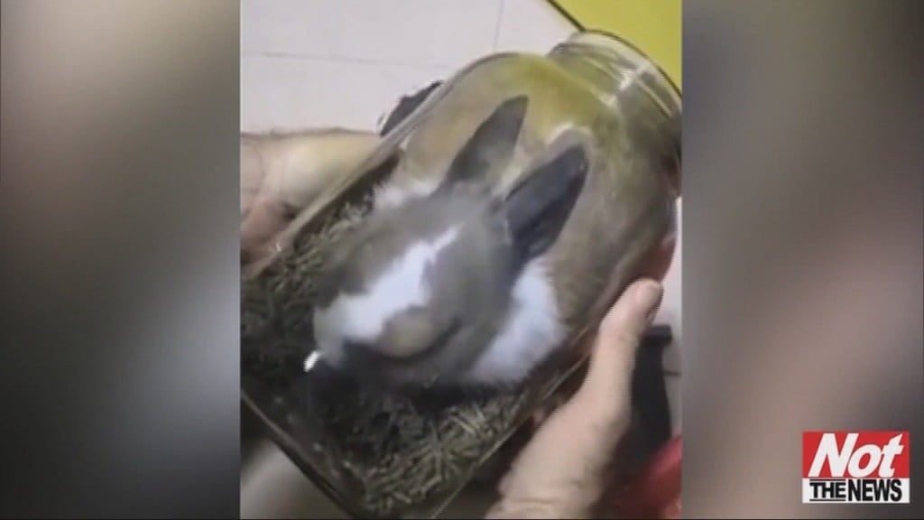 Bunny In Jar