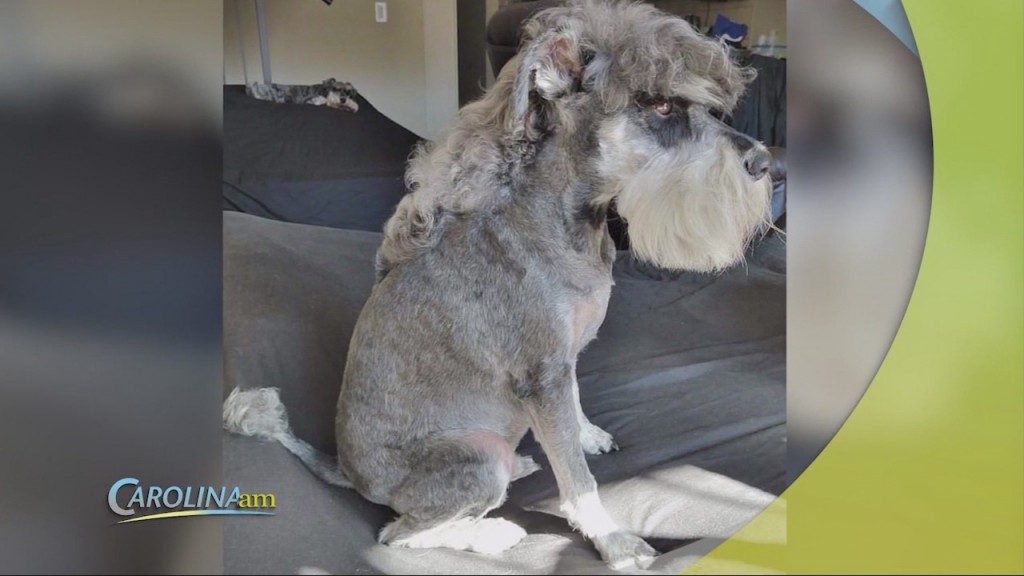 Dog Mullets