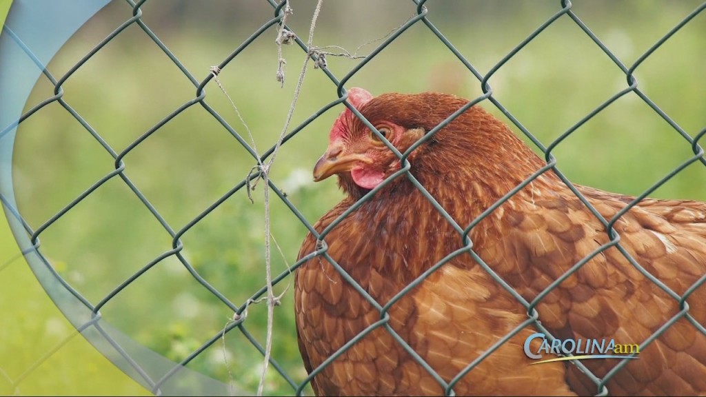 Renting A Chicken