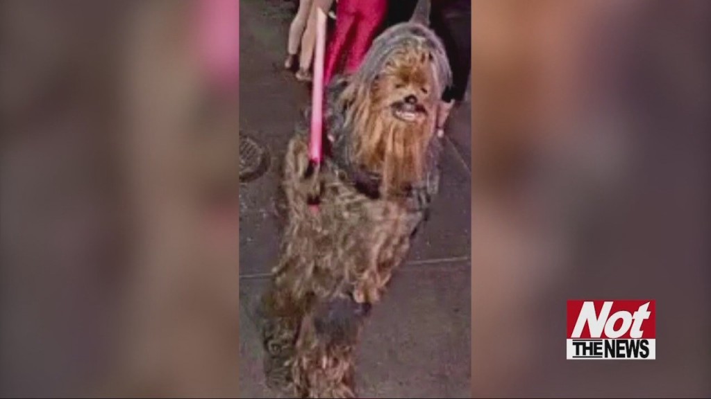 Wookie