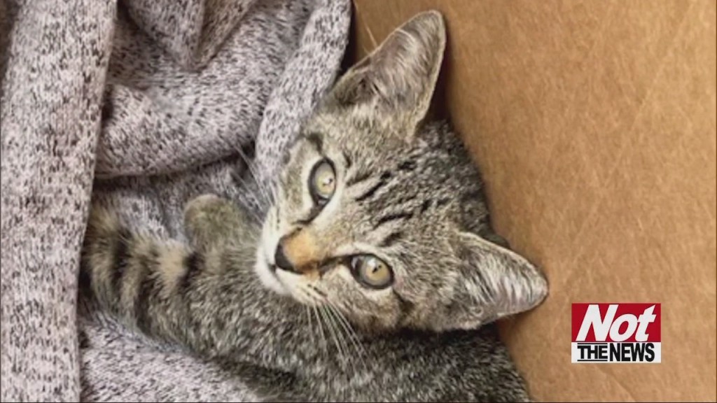 Kitten Saved