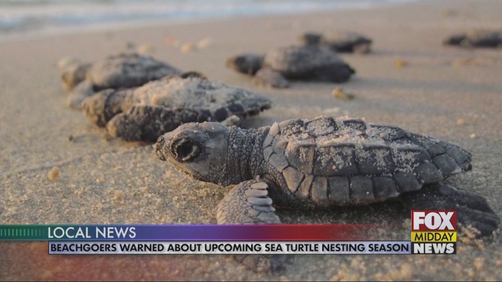 Sea Turtles