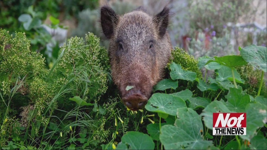 Boars