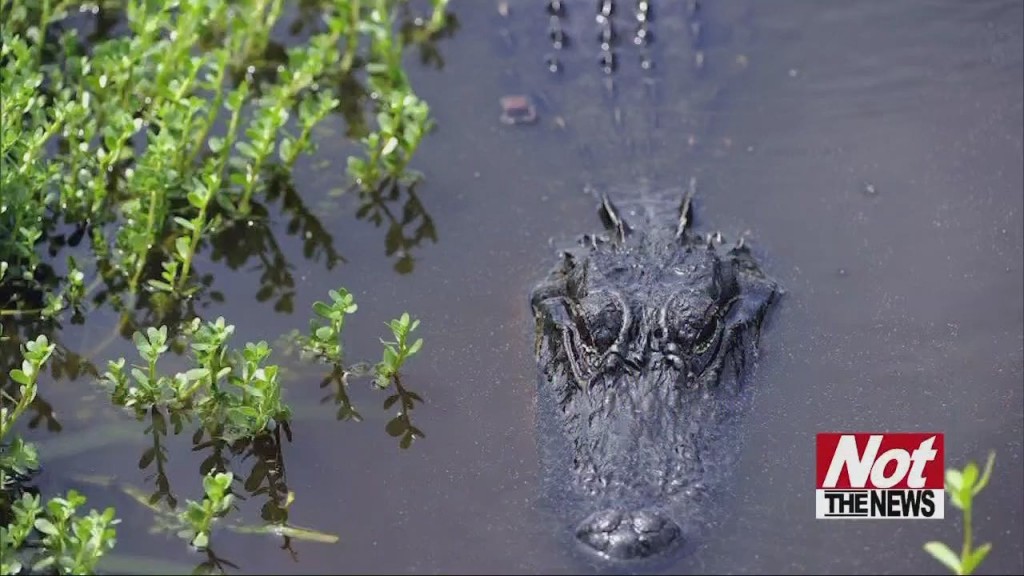 Alligator