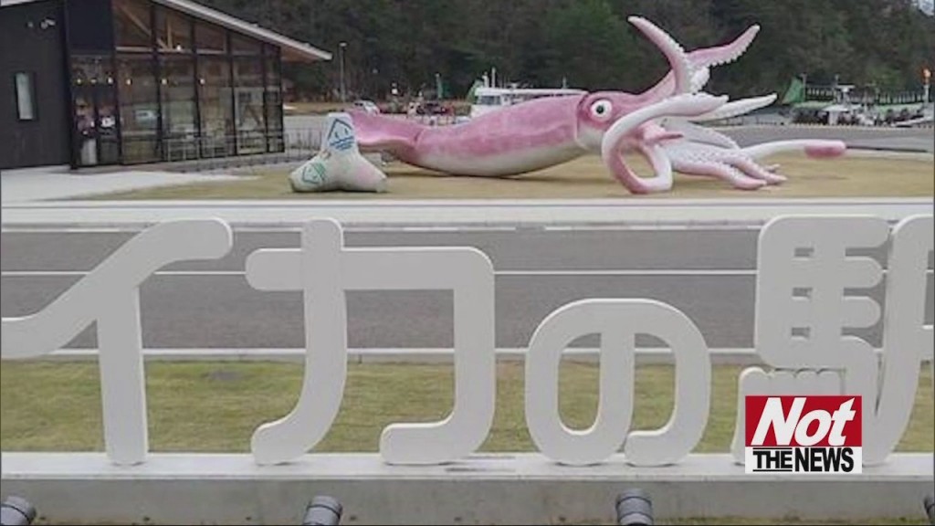 Squid