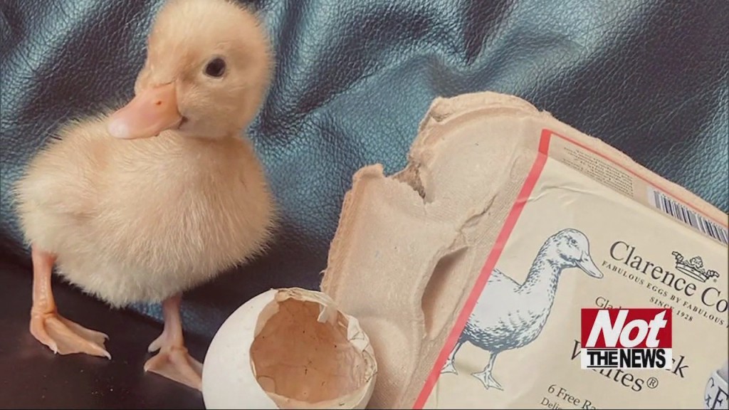 Duck Hatches
