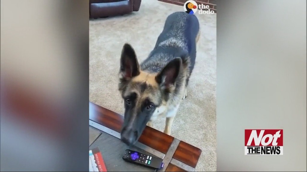 Helpful Dog