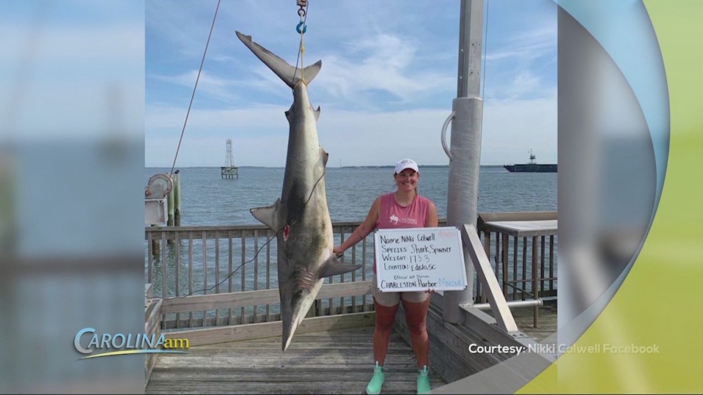 Shark