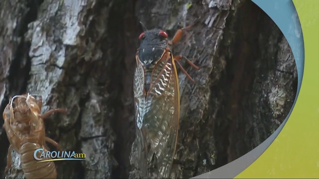 Cicada Sounds