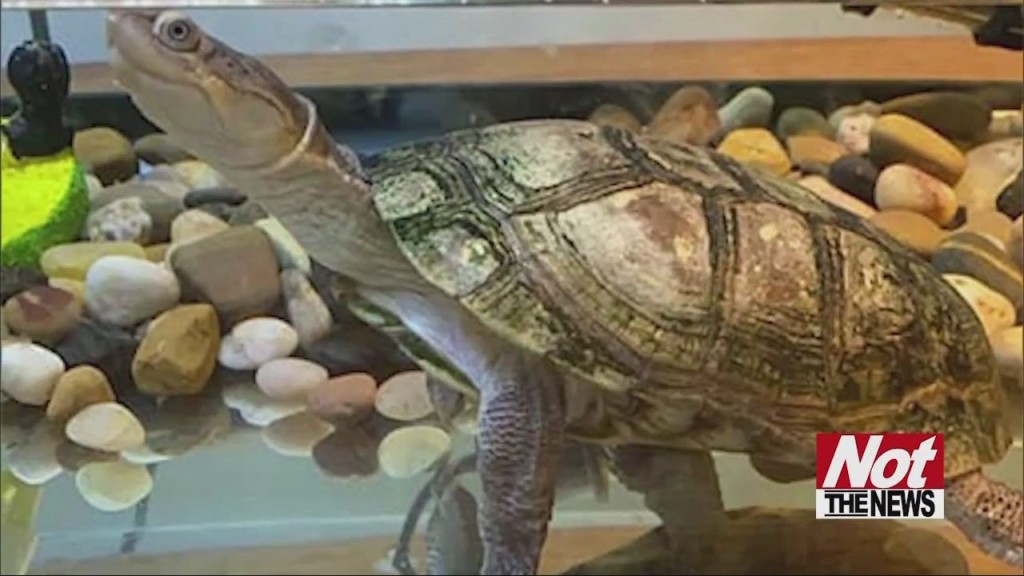 Turtle