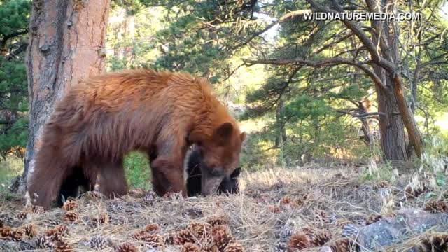 Co: Concerns Over Bears Encounters After Attack