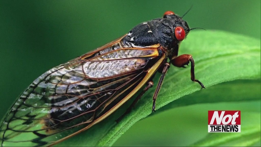 Cicadas