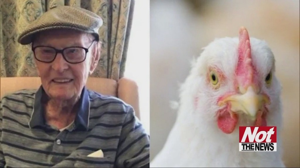 Chicken Brains