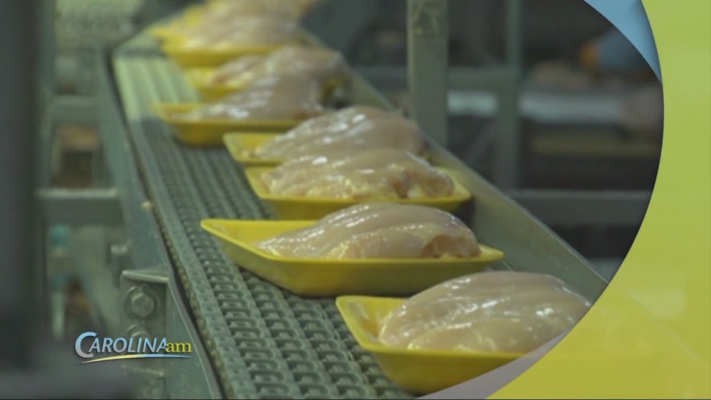 Cam 0513 Chickenshortage