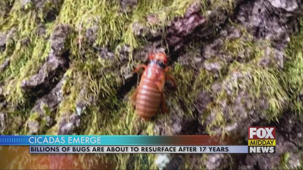 Cicadas