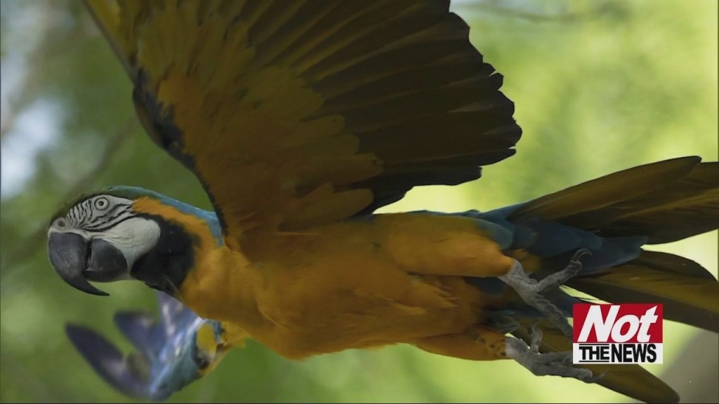 Macaw