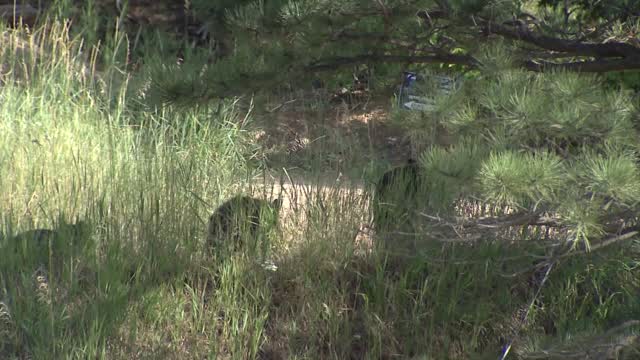 Co: Woman Found Dead From Apparent Bear Attack
