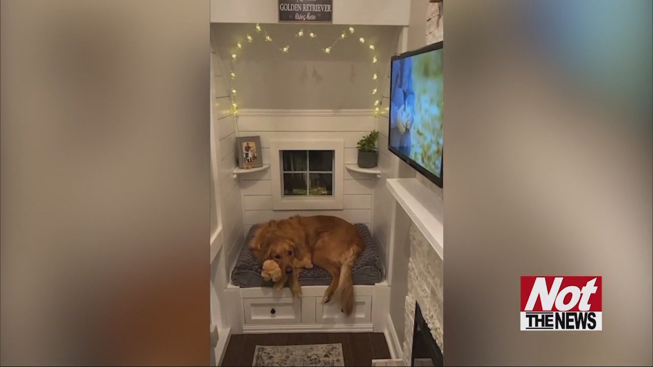 Man Converts Closet into $5,000 House for His Dog - WFXB