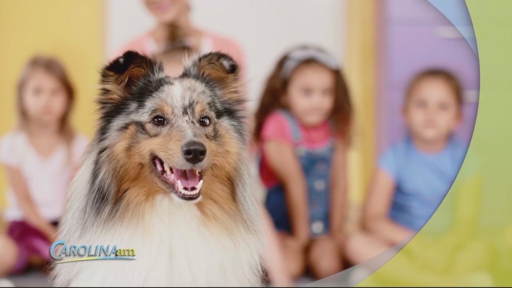 Cam 0617 Petshelpus