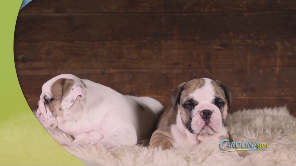 Dog Breeds
