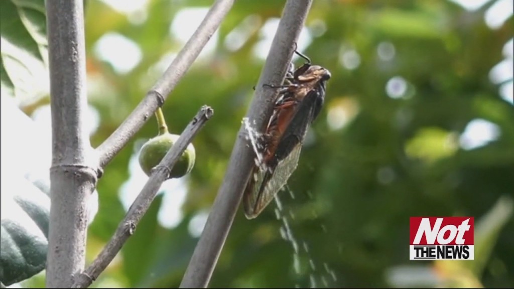 Cicadas