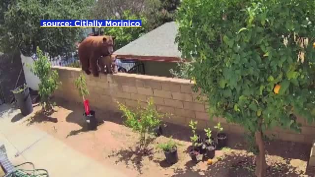Ca: On Cam: Girl Fights Off Mama Bear In Backyard