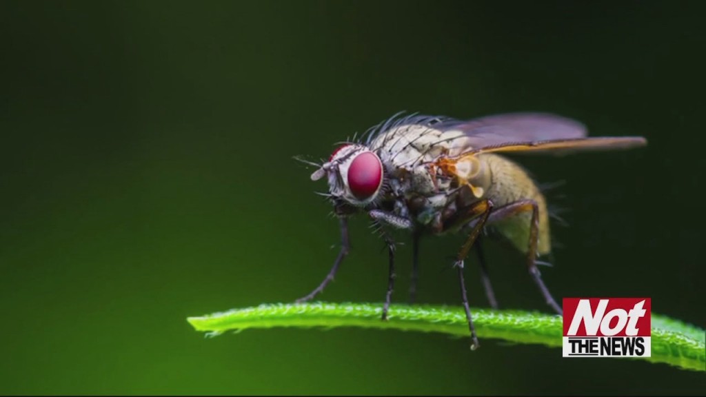 Hangry Flies