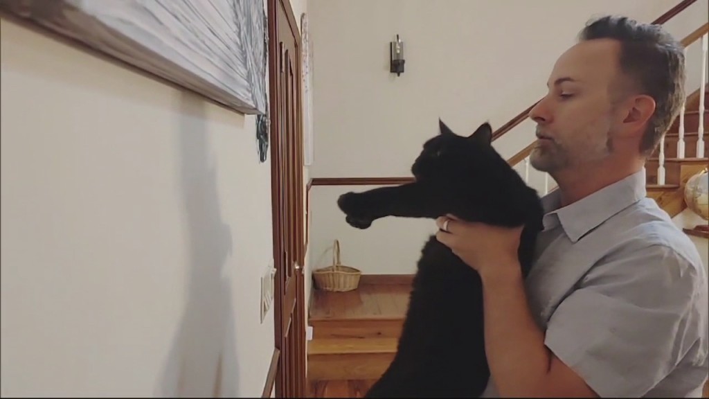 Cat Test