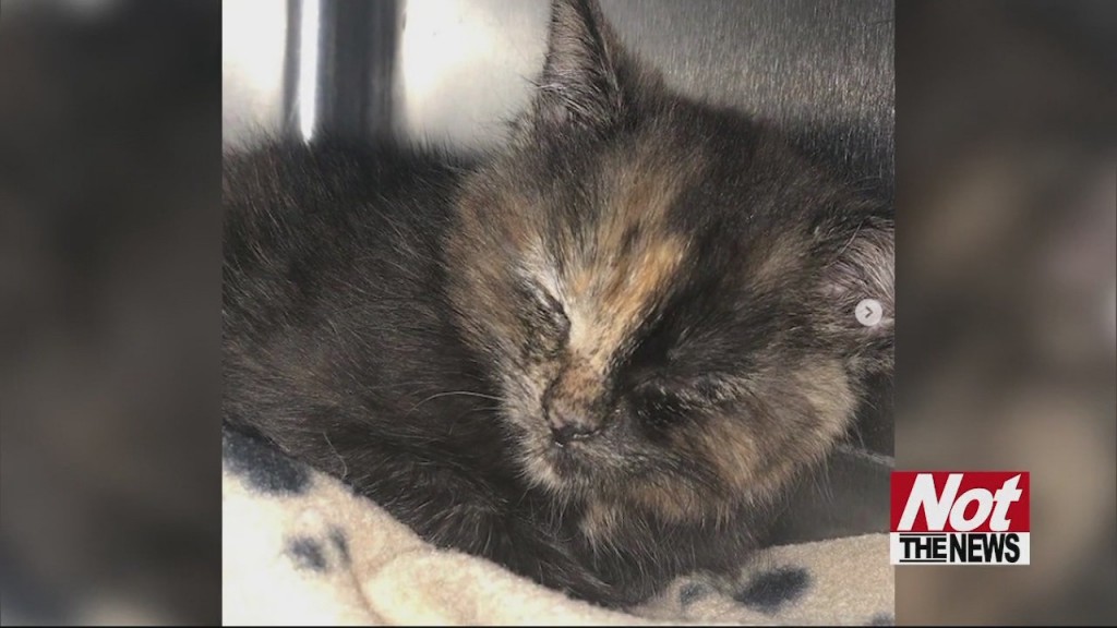 Kitten
