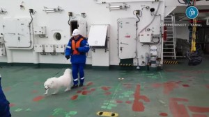 Talat Sailors Save Lost Dog From Cracking Ice