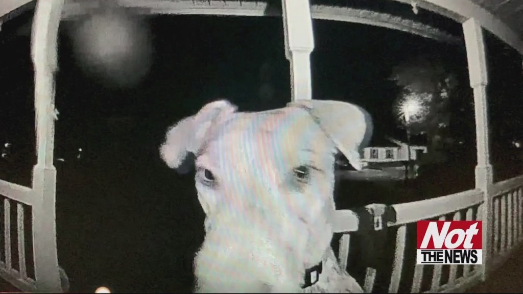 Dog Rings Bell