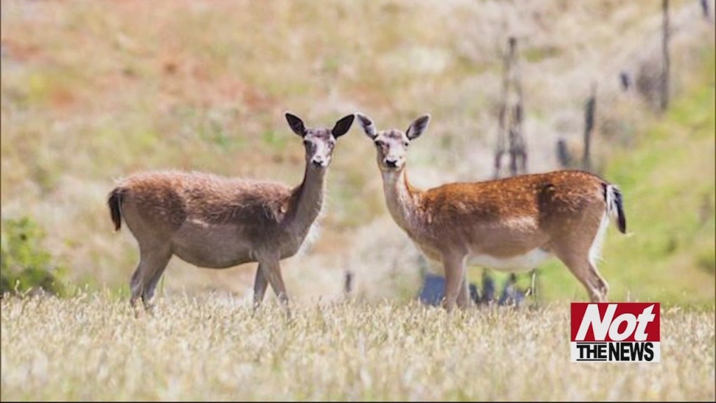 Deer