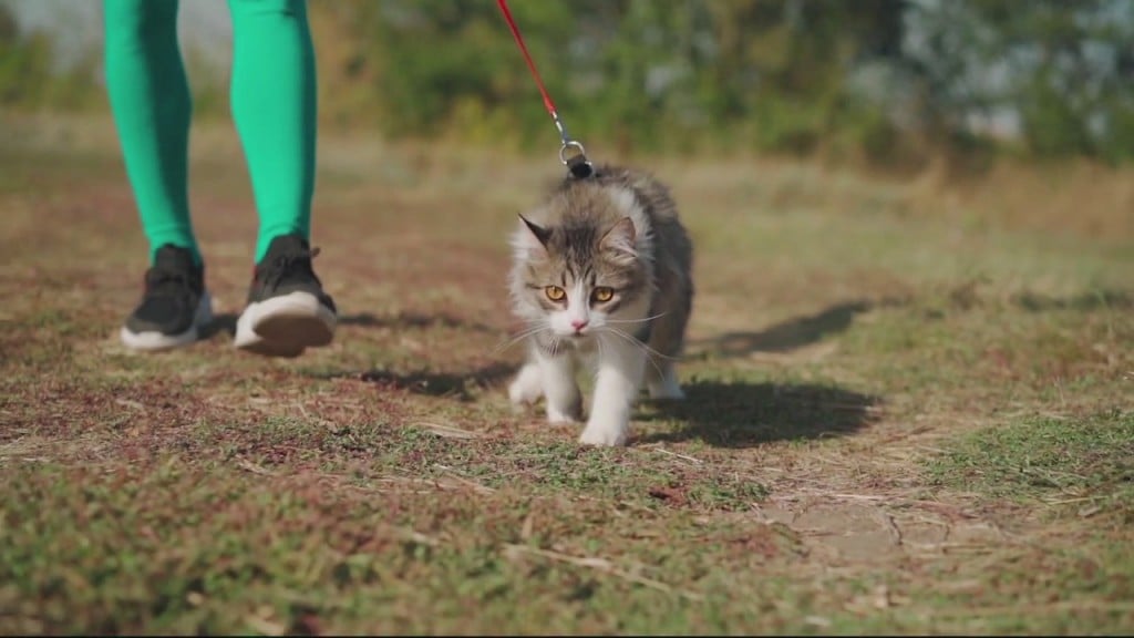 Walking Cats