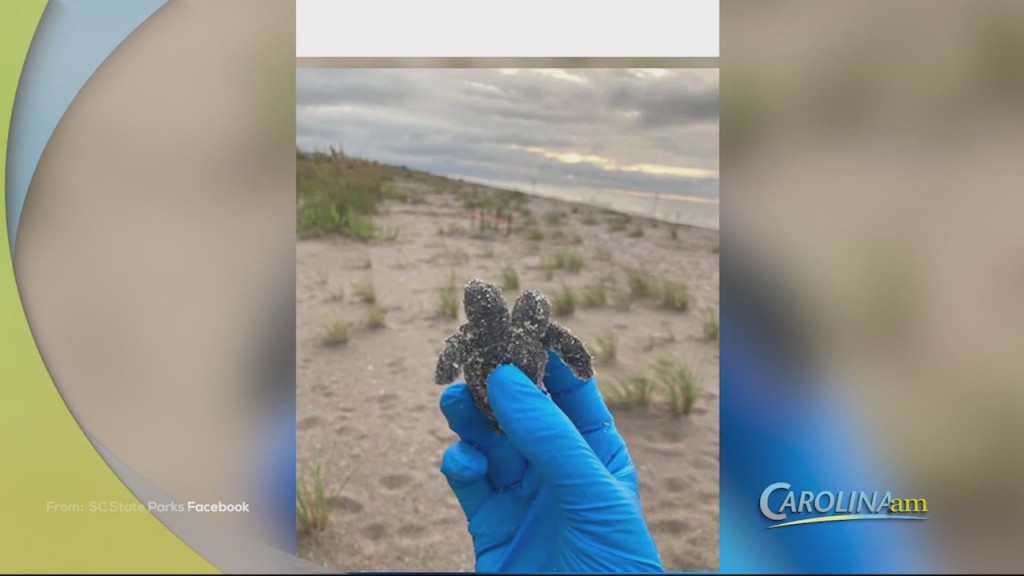 Two Headed Turtle