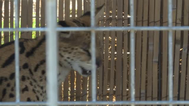 Nc: Pig Helps African Cat Escape Zoo