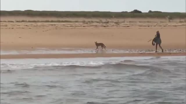 Ma: Woman Fights Off Coyote On Beach (on Cam)