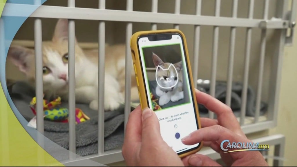 Cam 0730 Cat App