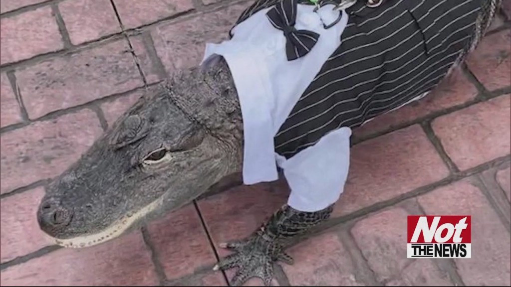 Alligator
