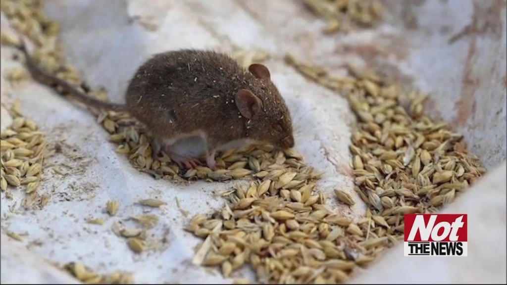 Mice