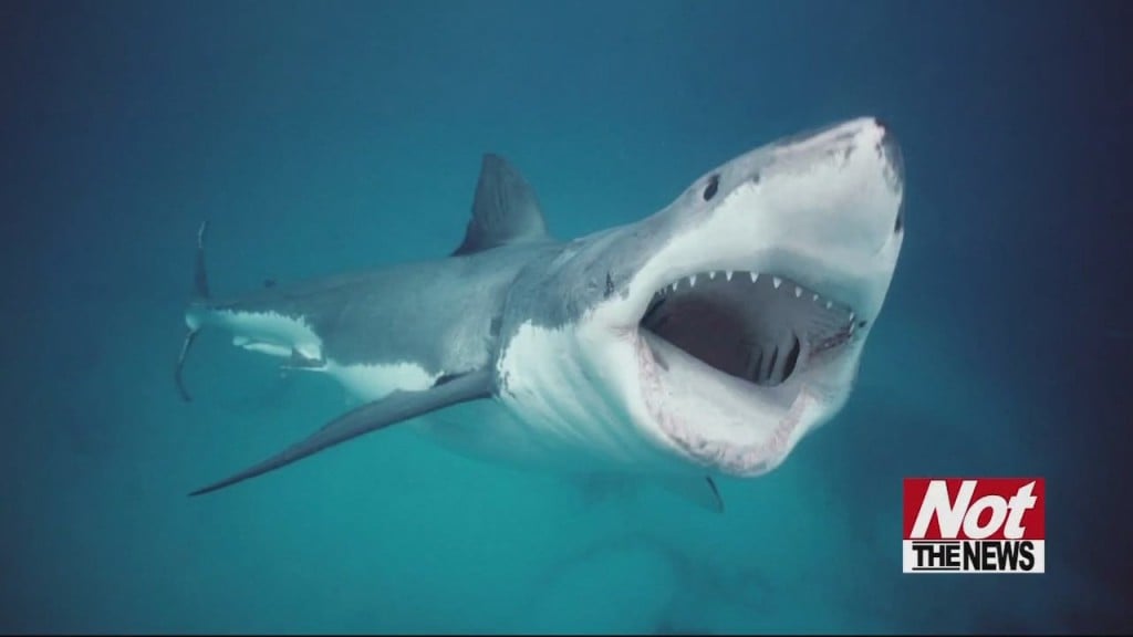 Shark Attack