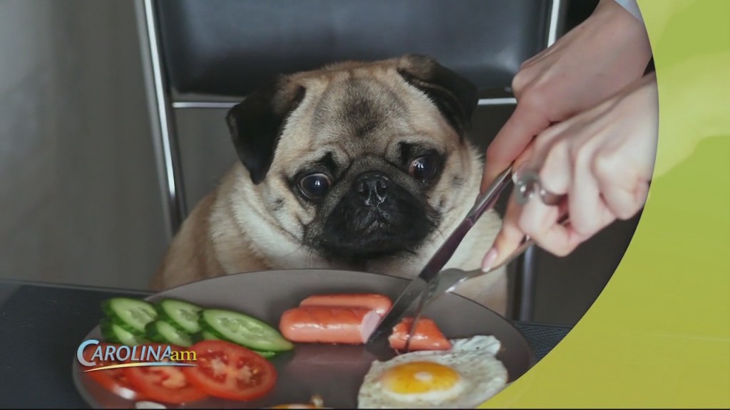 Pet Food