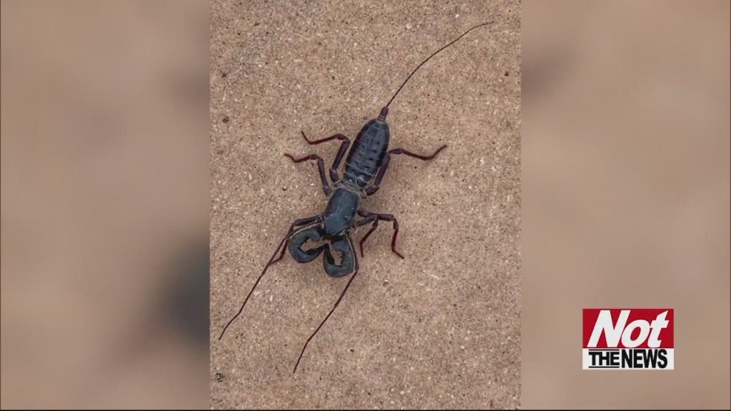 Vinegaroon