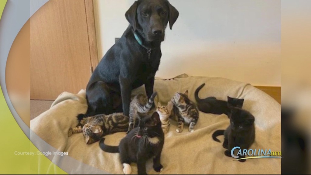 Dog And Kittens
