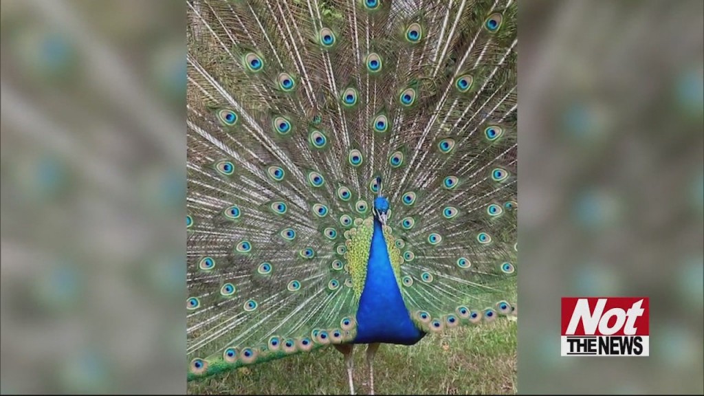 Peacock