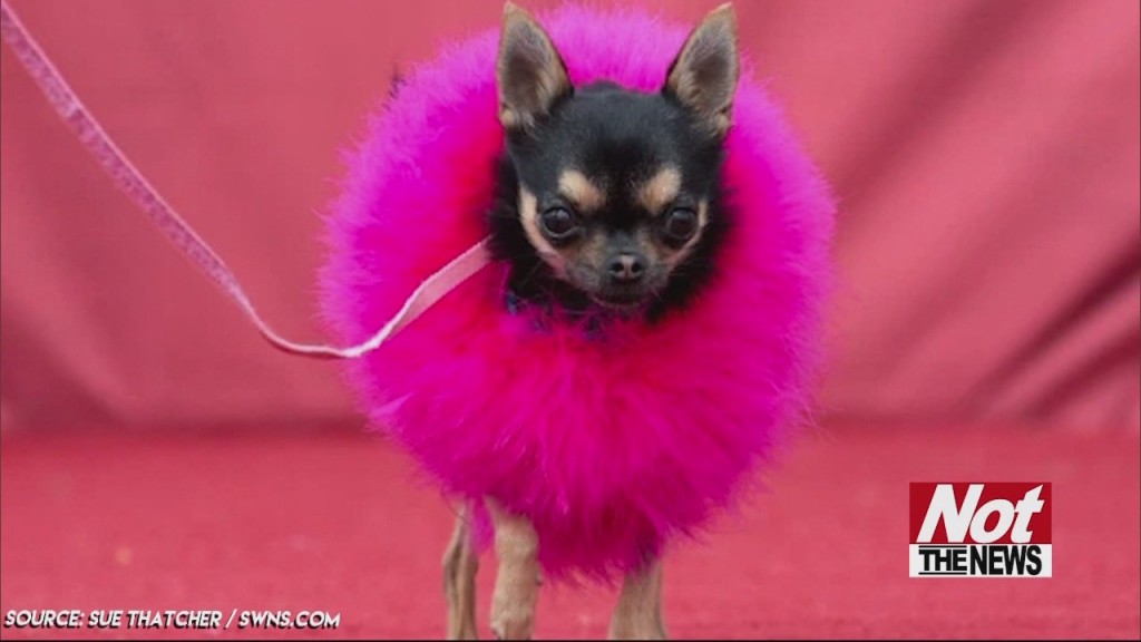 Chihuahuas